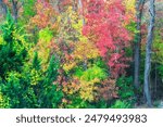 Colorful fall foliage on trees in Torrington Connecticut autumn. 