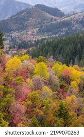 Colorful Fall Foliage In Wasatch Mountain Range, Utah