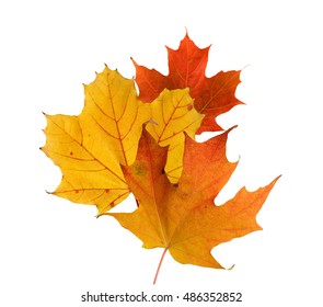 Colorful Fall Leaves On A White Background