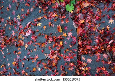 Colorful Fall Maple Leaves On Stone Patio In A Garden On A Wet Day
