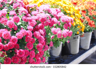 Colorful Fall Mums