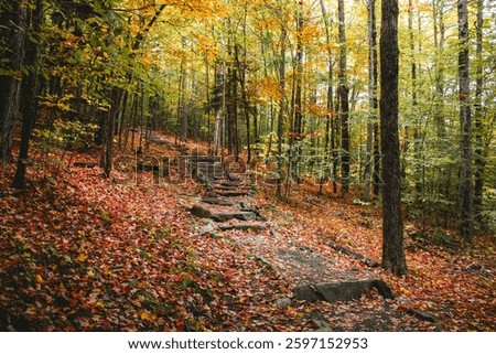 Colorful Fall Path through the Misty Woods in a Scenic Forest in New Hampshire