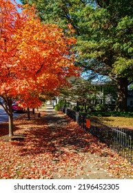 Colorful Fall Scene In Georgetown, Kentucky