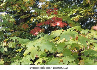 Colorful fall tree branches with red, green, orange and yellow leaves in the woods
