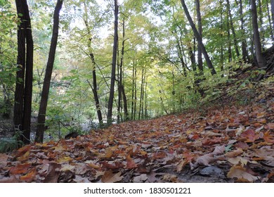 Colorful fall tree leaves on the ground forest with the background of dark branches and green leaves in the background the woods