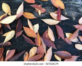 colorful fallen leaves fallen leaves on old vintage wooden table  - Powered by Shutterstock