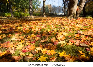 Colorful falling leaves on green moss
