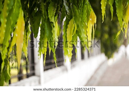 Colorful false ashoka tree leaves hanging above the road. Green and yellow tree branch foliage against white blurry background