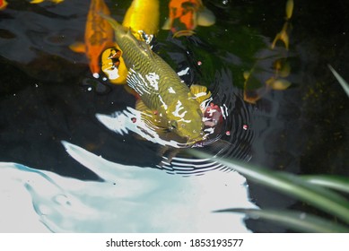 
Colorful fancy carp fish, koi fish. Koi fish fish, koi, animal, background, white, golden, carp, colorful, red - Shutterstock ID 1853193577