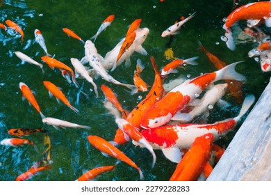 Colorful fancy carp fish (koi fish) in a garden pond in Japan,nishikigoi or orange carp.