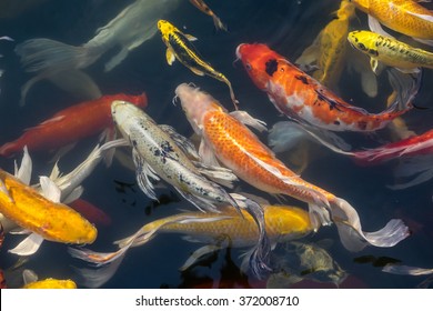Colorful fancy carp fish, koi fish