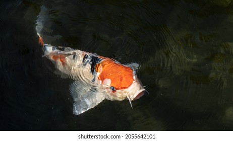 A Colorful Fancy Carp or Koi Fish Swimming in The Pond of A Japanese Garden