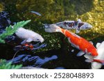 Colorful fancy carps or koi fishes swimming in a pond