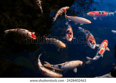 Colorful fancy carps or koi fishes swimming in a pond.Beautiful color japanese koi fish.Koi carp fish swarm many colorful fishes in water.