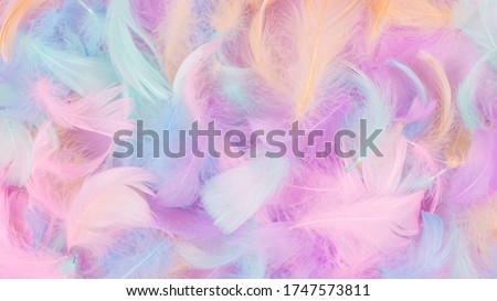 Colorful feather background, isolated on white. Copy space.