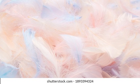 Colorful feather background, top view. 