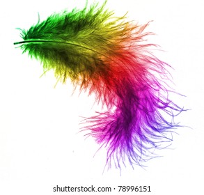 Colorful Feather Isolated On White