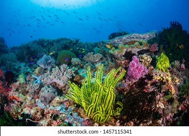 Colorful Feather Stars And Soft Corals On A Reef Inside The Coral Triangle In South East Asia