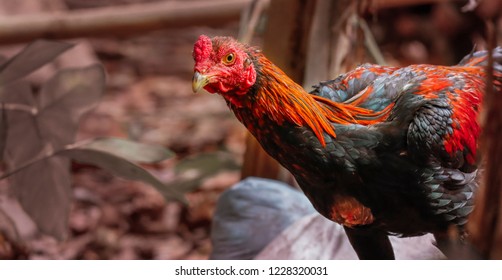 Colorful Feathered Rooster Stock Photo 1228320031 | Shutterstock