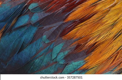 Colorful feathers, chicken feathers background texture - Powered by Shutterstock