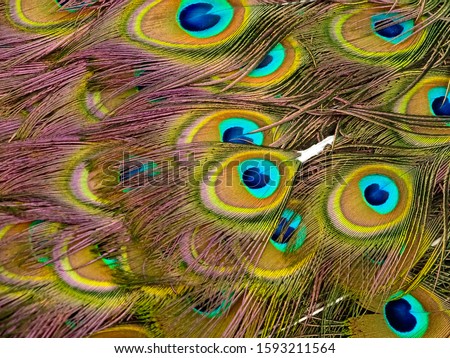 The colorful feathers of a male peacock. Common Peacock (Pavo cristatus) 