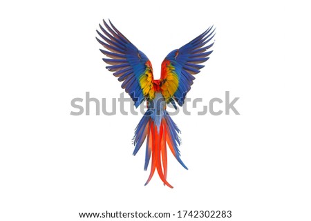 Colorful feathers on the back of macaw parrot, Scarlet macaw parrot