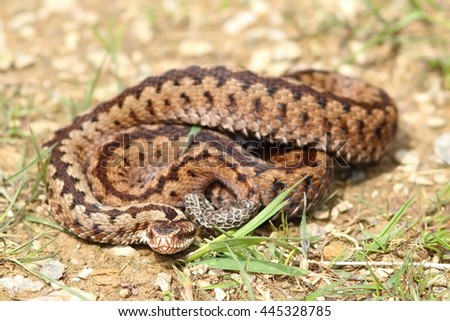 Similar – Vipera ursinii rakosiensis in situ