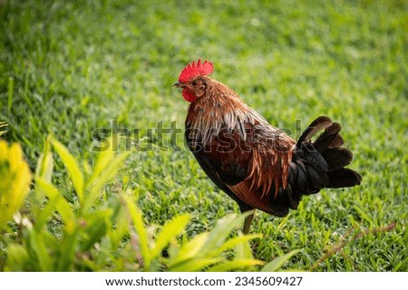 Colorful feral  rooster roaming around on the island of Kauai, Hawaii. Wild chickens on Kauai