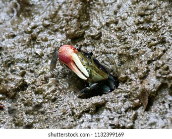 Colorful Fiddler Crab Or Ghost Crab Emerging From Its Hole And Walking On Mudflats In Mangrove Forest During Low Tide. Close Up Of Forceps Fiddler Crab (Uca Forcipata).