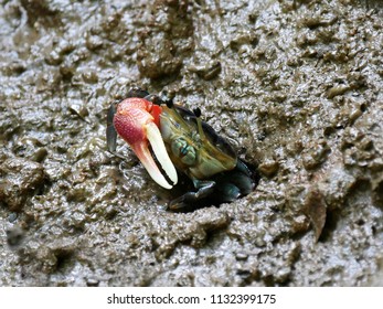 Colorful Fiddler Crab Or Ghost Crab Emerging From Its Hole And Walking On Mudflats In Mangrove Forest During Low Tide. Close Up Of Forceps Fiddler Crab (Uca Forcipata).