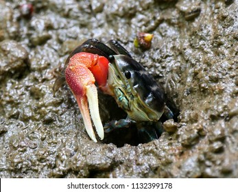 Colorful Fiddler Crab Or Ghost Crab Emerging From Its Hole And Walking On Mudflats In Mangrove Forest During Low Tide. Close Up Of Forceps Fiddler Crab (Uca Forcipata).