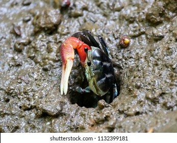 Colorful Fiddler Crab Or Ghost Crab Emerging From Its Hole And Walking On Mudflats In Mangrove Forest During Low Tide. Close Up Of Forceps Fiddler Crab (Uca Forcipata).