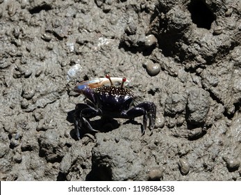 Colorful Fiddler Crab Or Ghost Crab Emerging From Its Burrow And Walking On Mudflats In Mangrove Forest During Low Tide. Close Up Of Forceps Fiddler Crab (Uca Forcipata).        