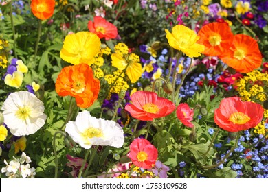 Colorful Field Poppy Flowers And Myosotis