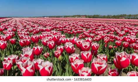 Colorful Field Of Red And White Tulips In Springtime In Holland