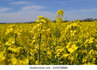 Colorful field at summer. Intense rapeseed flower.