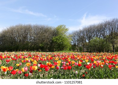 Colorful Field Of Tulips In Denmark