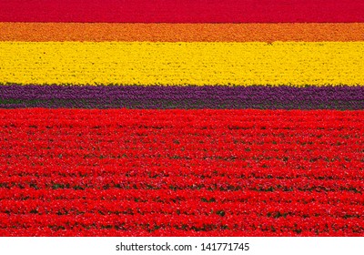 Colorful Field Of Tulips, Netherlands