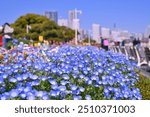 A colorful field of wildflowers, including Menzies