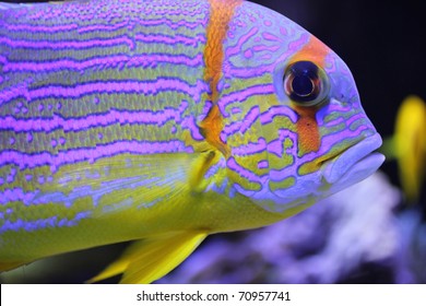 Colorful Fish