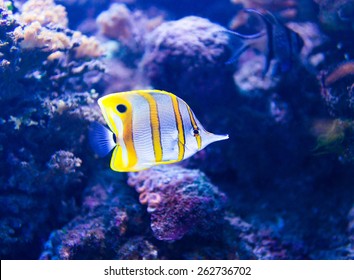 Colorful Fish In Aquarium Saltwater World