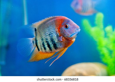 deniz akvaryum balıkları images