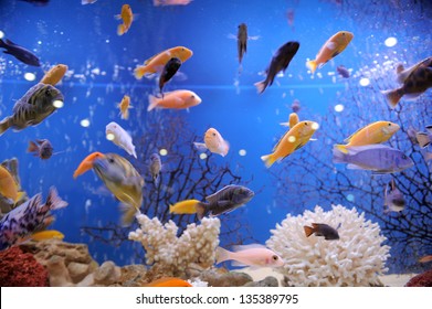 bunter Fisch im großen Aquarium