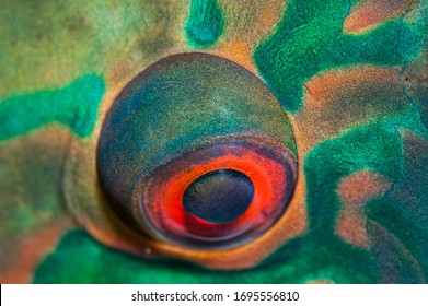 Colorful Fish Eye Of A Parrot Fish At Night