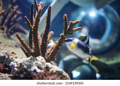 Colorful Fish Next To Coral Reef Close Up View