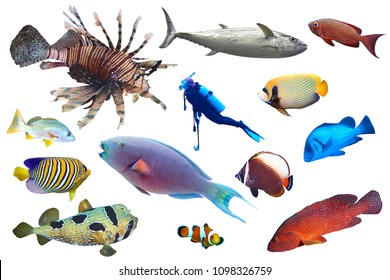 39,973 Shoal fish Stock Photos, Images & Photography | Shutterstock