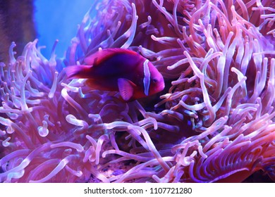 Colorful fish swimming in beautiful algae.