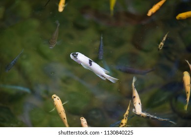 Colorful fishes swimming in an artificial lake with clear transparent water in Florida 2017/3