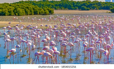 
Colorful Flock Of Pink Flamingos In Wild Nature Near The City. Pink And Black Wings. Birds In Shallow River. Ras Al Khor Sanctuary.