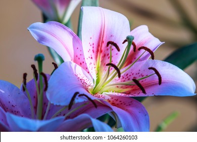 Are Lillies Orchids 